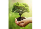 Plant a Tree Sympathy Gift