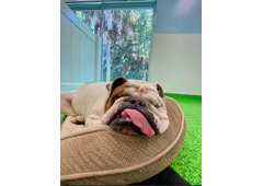 All Dogs Rock | West Palm’s #1 Pet Paradise!