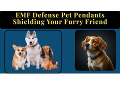 EMF Defense Pet Pendants: Shielding Your Furry Friend, The Ultimate Guide